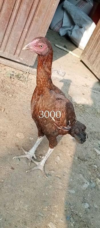 aseel hens for sale 4