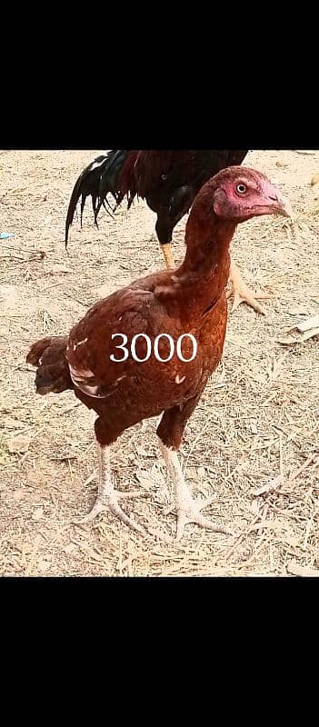 aseel hens for sale 5