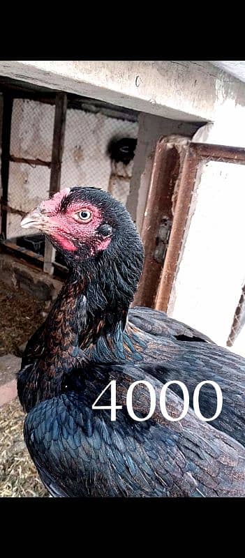 aseel hens for sale 7