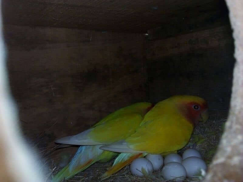 Common Latino ,red eyes, with six eggs and box 1