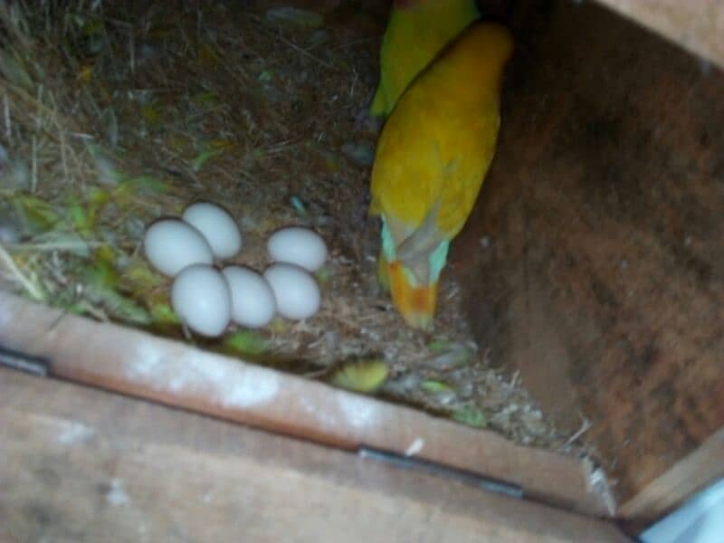 Common Latino ,red eyes, with six eggs and box 2