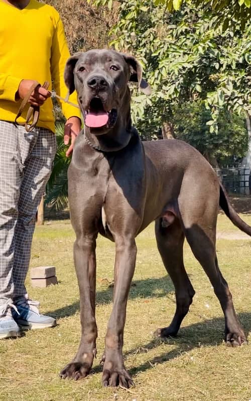 great dane 03234696626 0