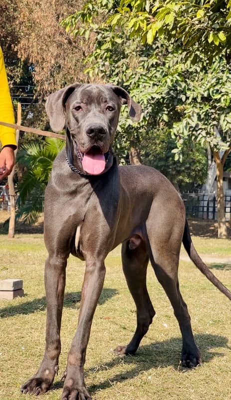 great dane 03234696626 1