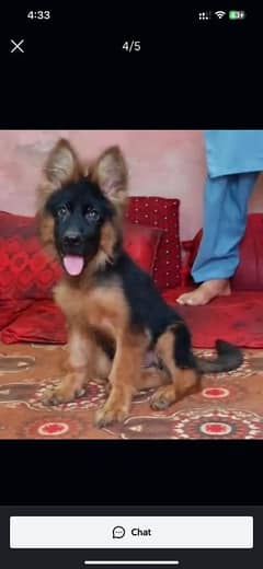 German shepherd Long Coat Male & Female  For Sale 03463649736 WhatsApp