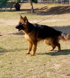 German shepherd 03234696626