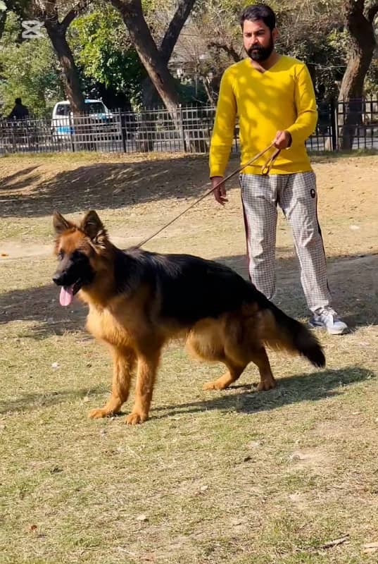 German shepherd 03234696626 1