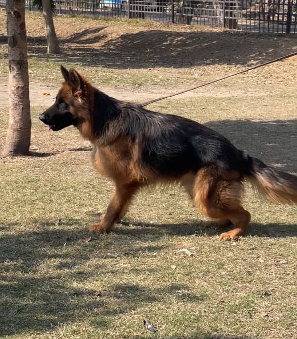 German shepherd 03234696626 2