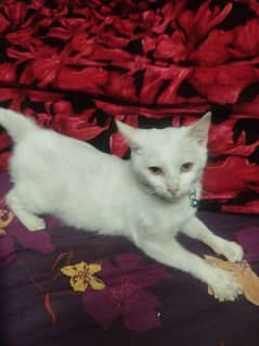 5 month old kitten female for sale *Fully Vaccinated*