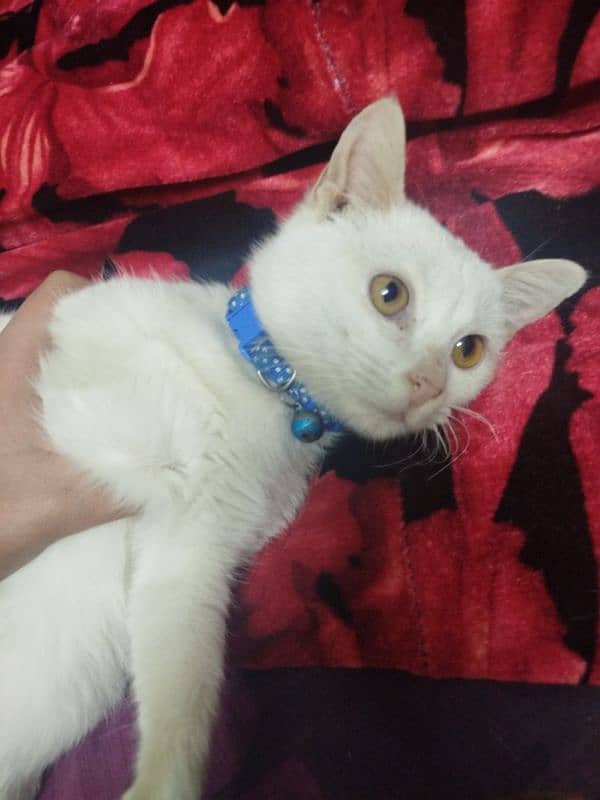 5 month old kitten female for sale *Fully Vaccinated* 1