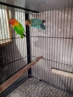 lovebirds