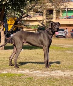 Great Dane 03234696626