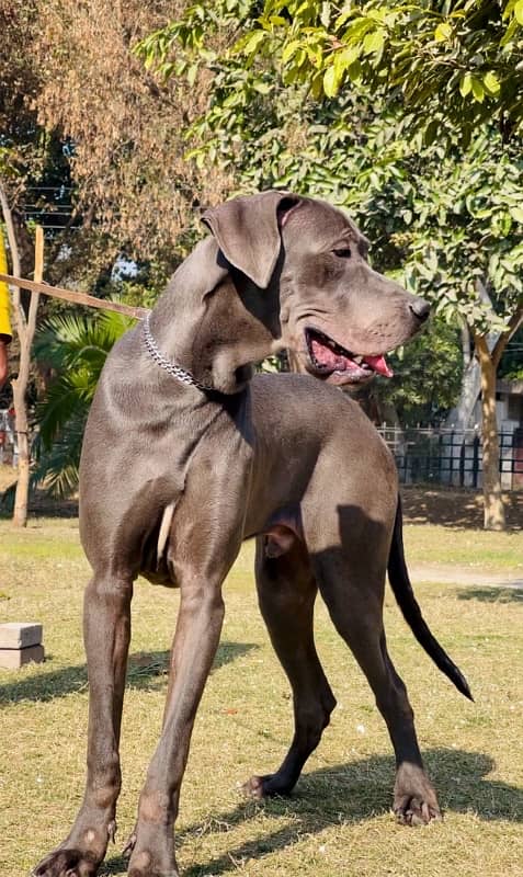 Great Dane 03234696626 2