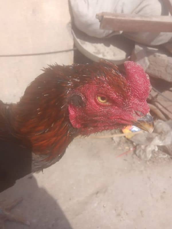 Sindhi Assel murgha for sale 3