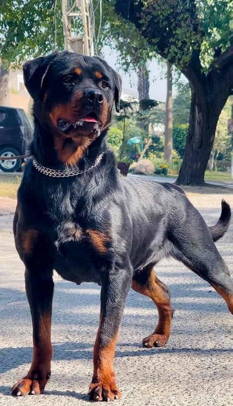 Rottweiler 03234696626 1