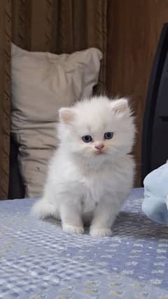 Persian cat