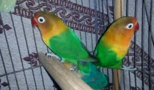 Fisher , love bird breader