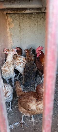 Desi hens