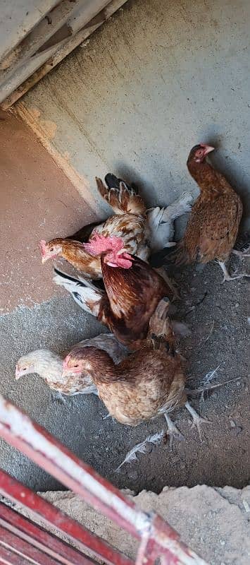 Desi hens 4