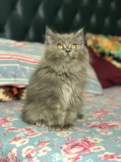 Gray Persian kitten| Triple long coat|punch Face|cat babies