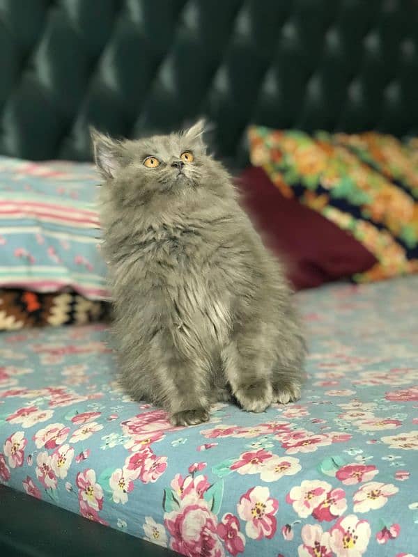 Gray Persian kitten| Triple long coat|punch Face|cat babies 1