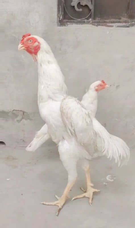 pepper white breeder 5