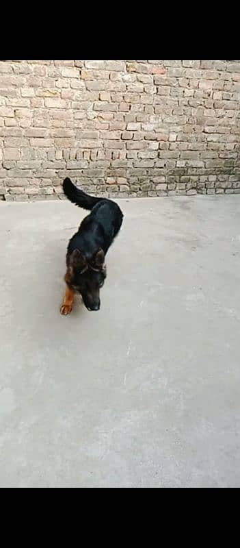 German Shepherd Pedigree Female 3