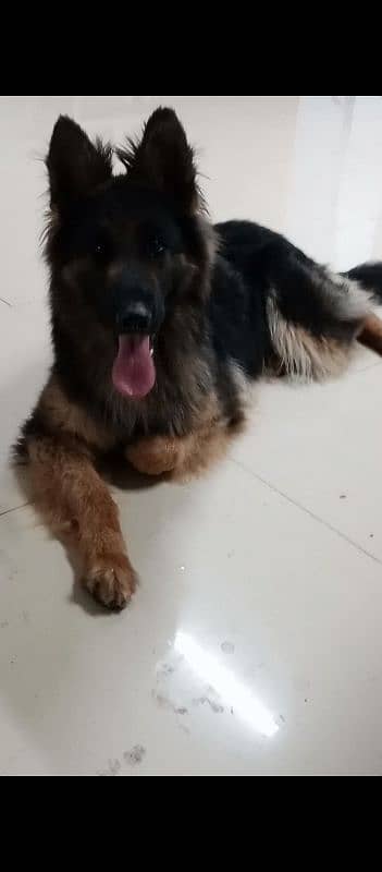 German Shepherd Pedigree Female 5