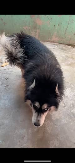 Siberian husky black-and-white colour