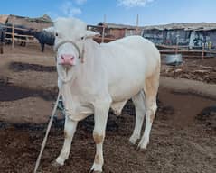 Gulabi bachra (pink nose) sooraj mukhi