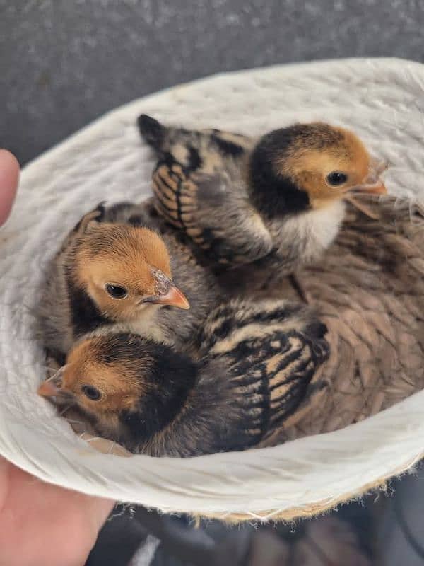 fancy hens chicks 2