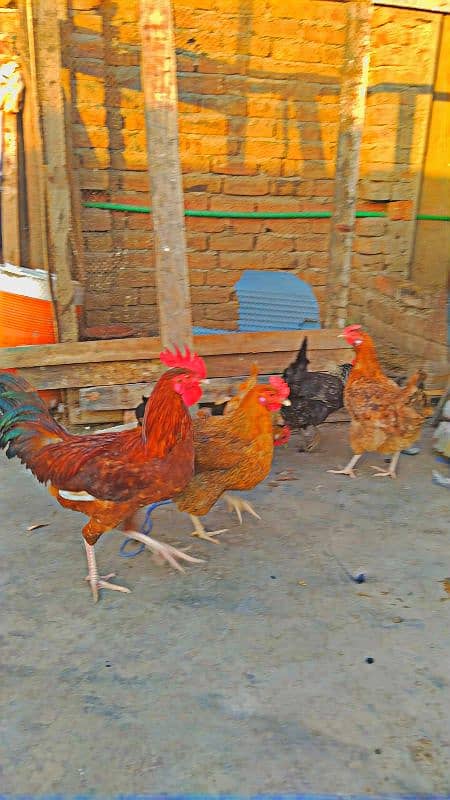 pair of 5 hens 1 male and 4 females 2