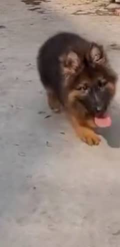 Top quality  German Shepherd puppy  for sale WhatsApp 03287625932