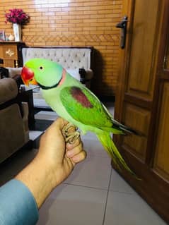 Raw parrot for sale