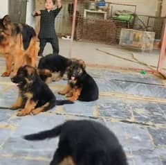 Top quality  German Shepherd puppy  for sale WhatsApp 03287625932