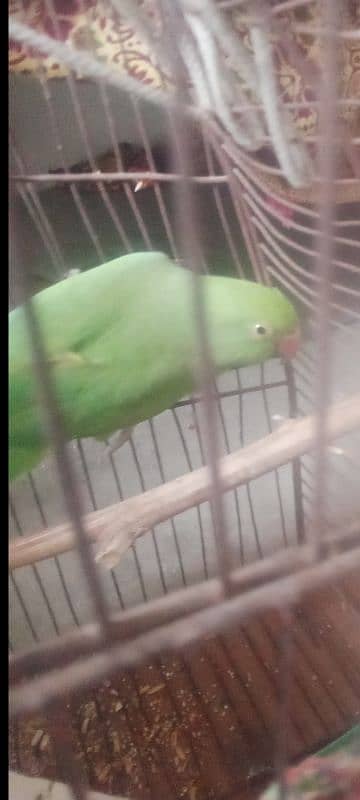 parrot sale 1