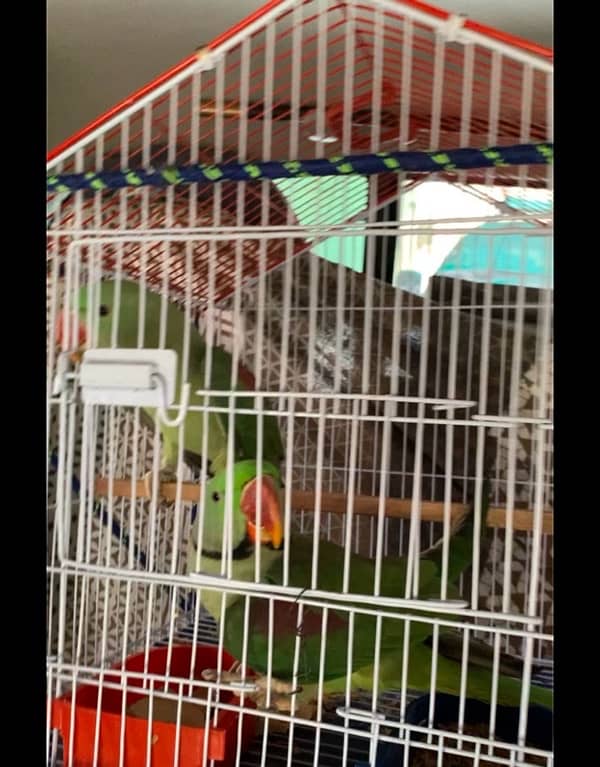 Kashmiri raw parrot breeder pair 1