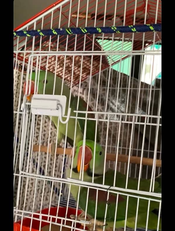 Kashmiri raw parrot breeder pair 2