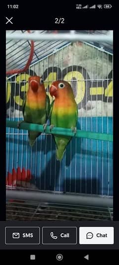 Love Birds