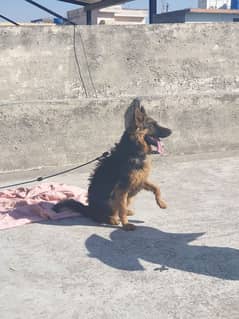 sale German Shepherd female