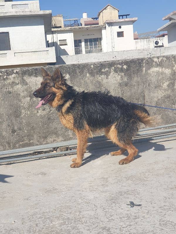 sale German Shepherd female 1