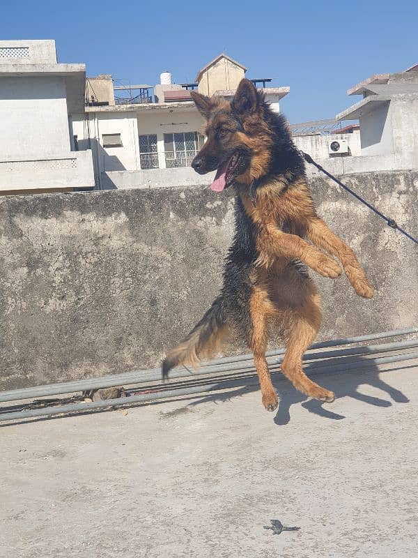 sale German Shepherd female 2