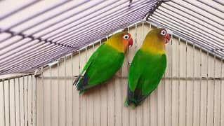 love birds breeder pairs available