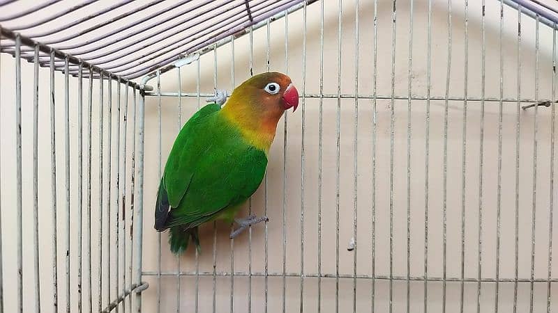 love birds breeder pairs available 1