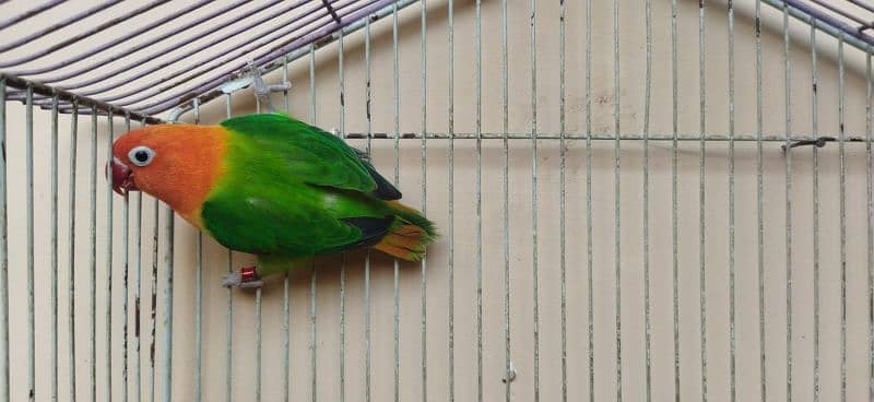 love birds breeder pairs available 2