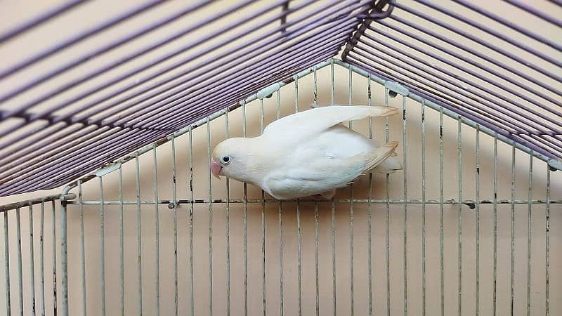 love birds breeder pairs available 3