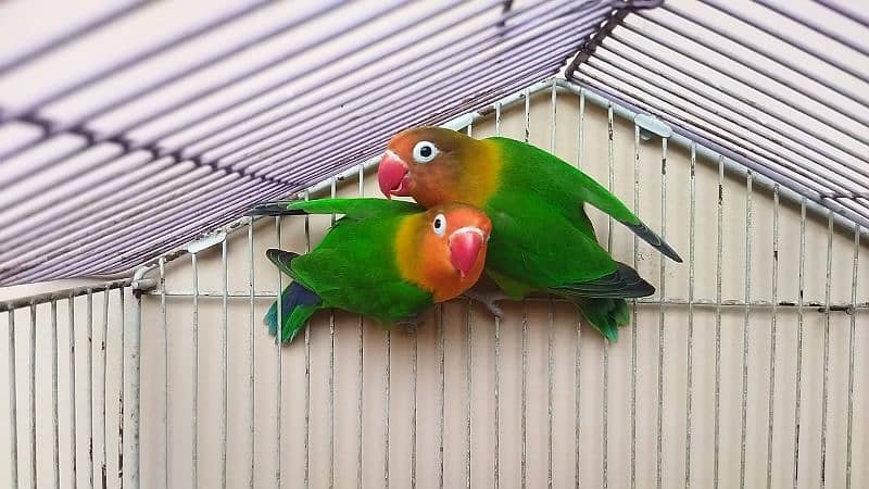 love birds breeder pairs available 5