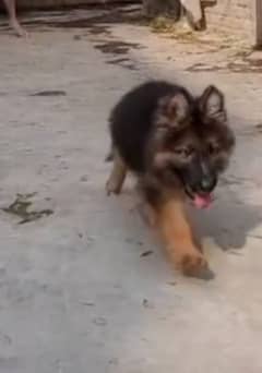 Top quality  German Shepherd puppy  for sale WhatsApp 03287625932