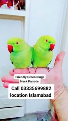 Single 6500 Hand Tamed Friendly Green Ring Neck Parrot's Male/Female