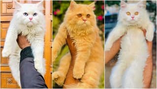 Persian kitten cats