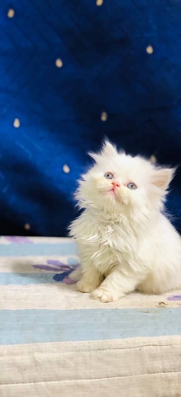 Persian punch face female kitten for sale 8